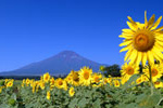 山中湖花の都公園